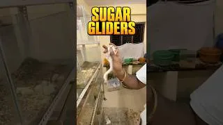 Thumbnail: 🐿️🔥 Sugar Gliders Special Offer 😍 Exotic Pet Lovers Must See! | GLM Exotic #chennai #sugarglider