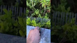 Thumbnail: Black Berry in the Mountain Meadows