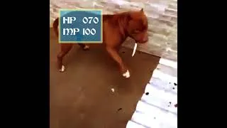 Thumbnail: Dog's Field