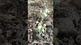 Thumbnail: Spring is coming. First flowers