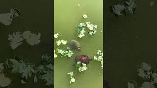 Thumbnail: Turtle couple enjoying this warm Oct day in Kissena Park