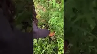 Thumbnail: Opium Lettuce?! Your Backyard Pain Remedy!