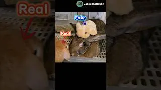 Thumbnail: Can a Giant Bunny Tell a Fake Rabbit from the Real One? 🐰#flemishgiantrabbit #hollandlop