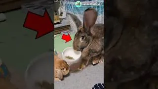Thumbnail: Giant Bunny Snatches the Food Bowl! 😂🐰 ⭐