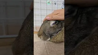 Thumbnail: She Melts Every Time I Pet Her 🥹💕 #flemishgiant #flemishgiantrabbit #rabbit #bunny #houserabbits