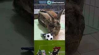 Thumbnail: Giant Rabbit Plays Soccer! ⚽🐰 #flemishgiantrabbit #worldcup #football