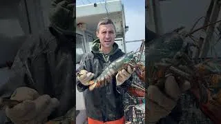 Thumbnail: I caught a Giant BLUE lobster!
