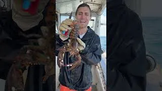 Thumbnail: Removing barnacles from lobsters