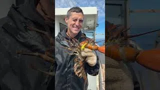 Thumbnail: I Caught a rare tagged lobster part 2!