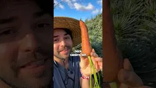 Thumbnail: Grow Perfect Carrots At Home With This Easy Trick