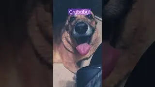 Thumbnail: My crybaby, I promise she is okay. She does this often, drama Queen.