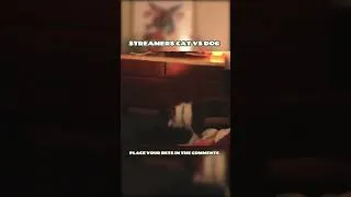 Thumbnail: Streamers Pets Have Vicious WWE match!