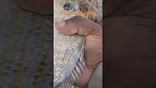 Thumbnail: Fish on catch and cook #epic #adventures