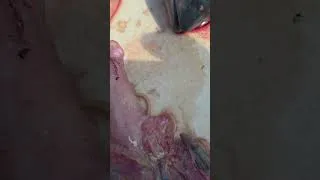 Thumbnail: Fish Worms 🪱