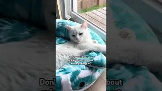 Thumbnail: Go to bed, Coco 😛 #cat #catshorts #cats