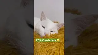 Thumbnail: Please DO NOT disturb 😝 #cat #catshorts #funny #cats