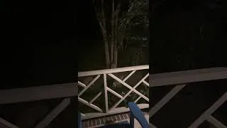 Thumbnail: Coyotes at Our Front Porch