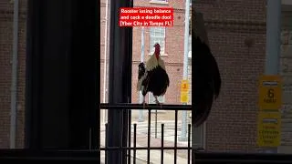 Thumbnail: Rooster losing balance and Cock a doodle doo! (Tampa FL)