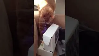 Thumbnail: Biddy digging through prototype