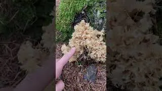 Thumbnail: We found Cauliflower fungus - Sparassis Crispa on a larch tree