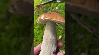 Thumbnail: Porcini Mushroom Hunt Season - The most I’ve ever seen!