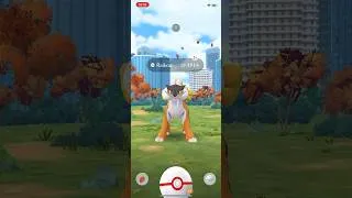 Thumbnail: Catching a Shiny Raikou on Pokémon GO #Shorts #Shortsvideo #Shortvideo #Youtubeshorts #PokemonGO