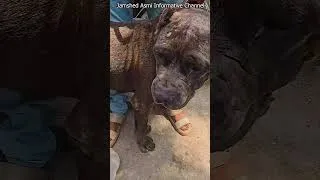 Thumbnail: Rare Dogs #jamshedasmiinformativechannel