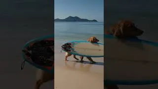 Thumbnail: BEACH LOVER DOG #surfer #beach #trending