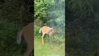 Thumbnail: Unexpected backyard visitor… and he made himself right at home. 🦌😂