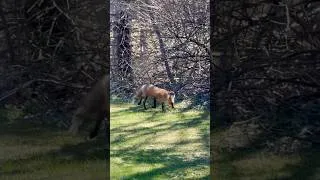 Thumbnail: Caught another glimpse of our wild backyard 🦊 #fox #backyard #animalstory
