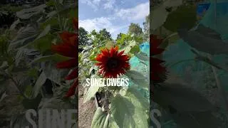 Thumbnail: Vegetables and fruits are ready for bumper harvest | Janta Ka Reporter