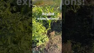Thumbnail: Latest from allotment; potatoes ready to be harvested, corns look promising | Janta Ka Reporter