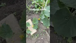 Thumbnail: Salvaged my crops after frost attacks, now allotment looks promising | Janta Ka Reporter