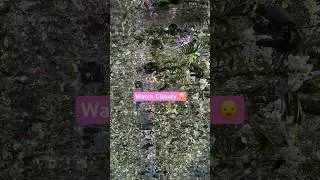 Thumbnail: Watch closely as the Flowers go up & down 😦🌸 #teamlabplanetstokyo #teamlabplanets #tokyoteamlab