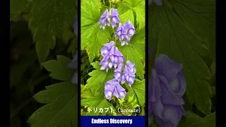 Thumbnail: In summer, aconite (torikabuto) blooms in full.