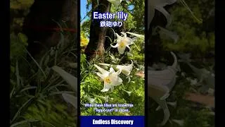 Thumbnail: The Japanese wild Easter lily brought to Europe.