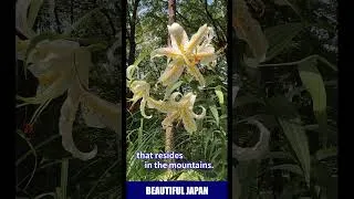 Thumbnail: やまゆりとオリエンタルハイブリッド　Yama-yuri and Oriental Hybrid Lily #japan #japanese