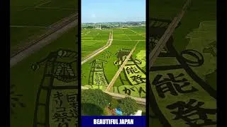Thumbnail: Rice paddy art. #shorts #short #japan #japanese  #flowers #garden