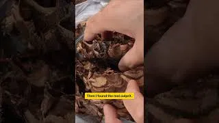 Thumbnail: Something Got To This Hornet Nest Before I Did