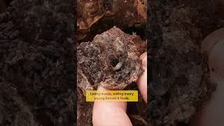 Thumbnail: The Enemy That Wiped Out This Hornet Nest