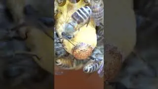 Thumbnail: Crack Appears on Queen Cell  #apiscerana