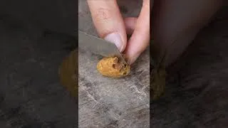 Thumbnail: Split Open an Overdue Queen Cell... and Found Nothing
