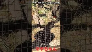 Thumbnail: MAYA CHAN | International Jaguar Day | Black Jaguar