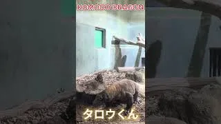 Thumbnail: KOMODO DRAGON | コモドドラゴン