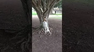 Thumbnail: Dog vs Tree tug-of-war, Yarnbi battles for frisbee & perseveres @MorleyFieldDiscGolfCourse