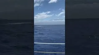 Thumbnail: Whale Watching Tour - Maui, Hawaii - View of a Whale Breaching - 28 March 2024