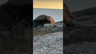 Thumbnail: Polar Bear Trip - Polar Bear with Seal Kill - I Phone 15 Pro Max - Churchill, Canada - 17 Oct 2023