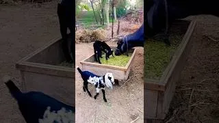 Thumbnail: Peaceful Village Life #villagelife #youtubeshorts #rurallife