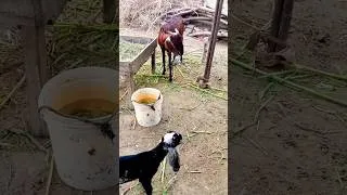 Thumbnail: Village Goat Farming Life #goatfarming #youtubeshorts #rurallife #animals #villagelife