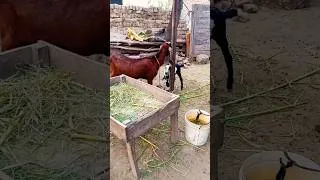 Thumbnail: Real Rural Life #youtubeshorts #rurallife #villagelife #farming